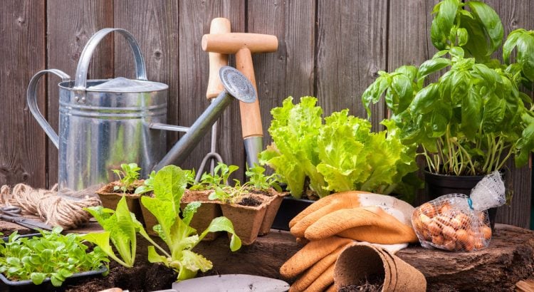 Appel à dons : atelier jardinage